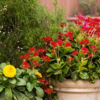 Kertészeti termékek